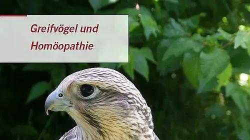Greifvögel und Homöopathie